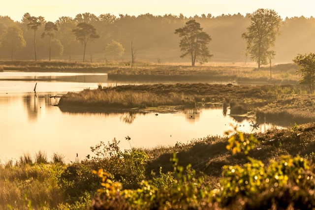afbeelding van de vennen in het ochtendlicht.