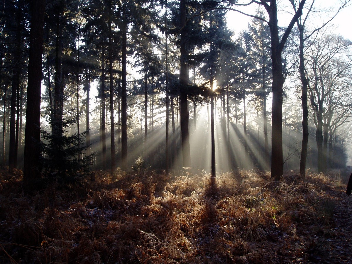 afbeelding van de zon die door de bomen komt in het Mastbos.