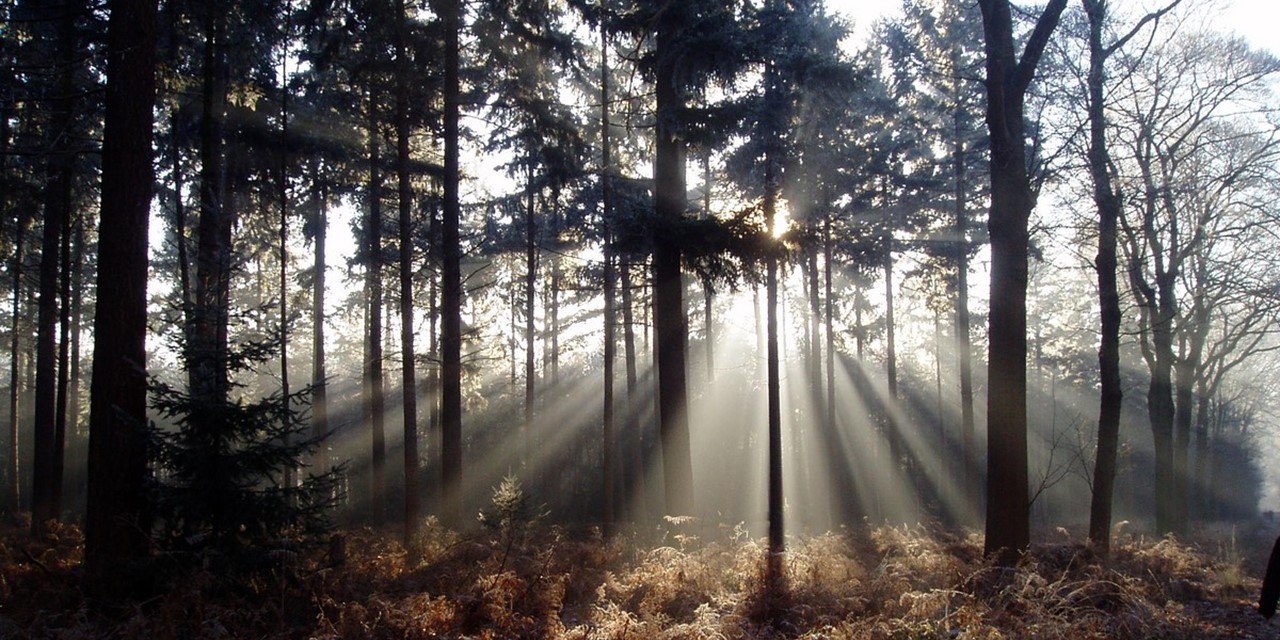 afbeelding van de zon die door de bomen komt in het Mastbos.