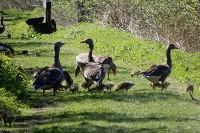 Proef de lente tijdens deze 8 gezellige wandelevenementen; ganzen kuikens
