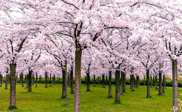 Japanse kersenbomen