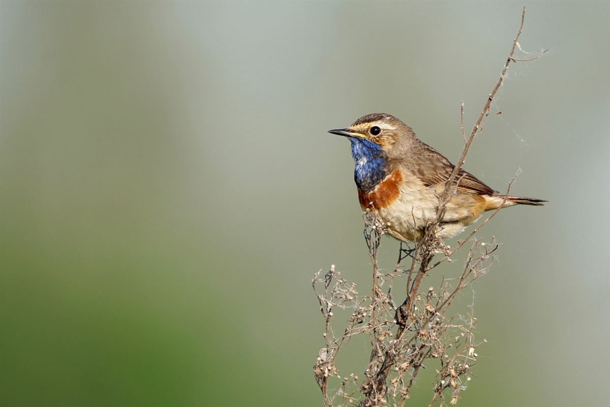 afbeelding van een blauwborst op een takje.