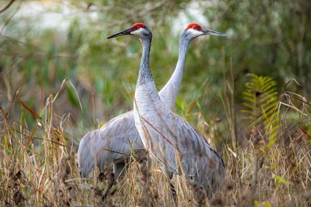 Wandelroute Dwingelderveld Familiepad Noordenveld