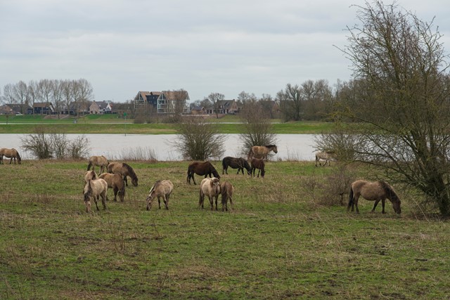 afbeelding van paarden in de Blauwe Kamer.