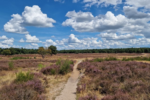 Zandpad over de Hoorneboegse Heide in Hilversum.