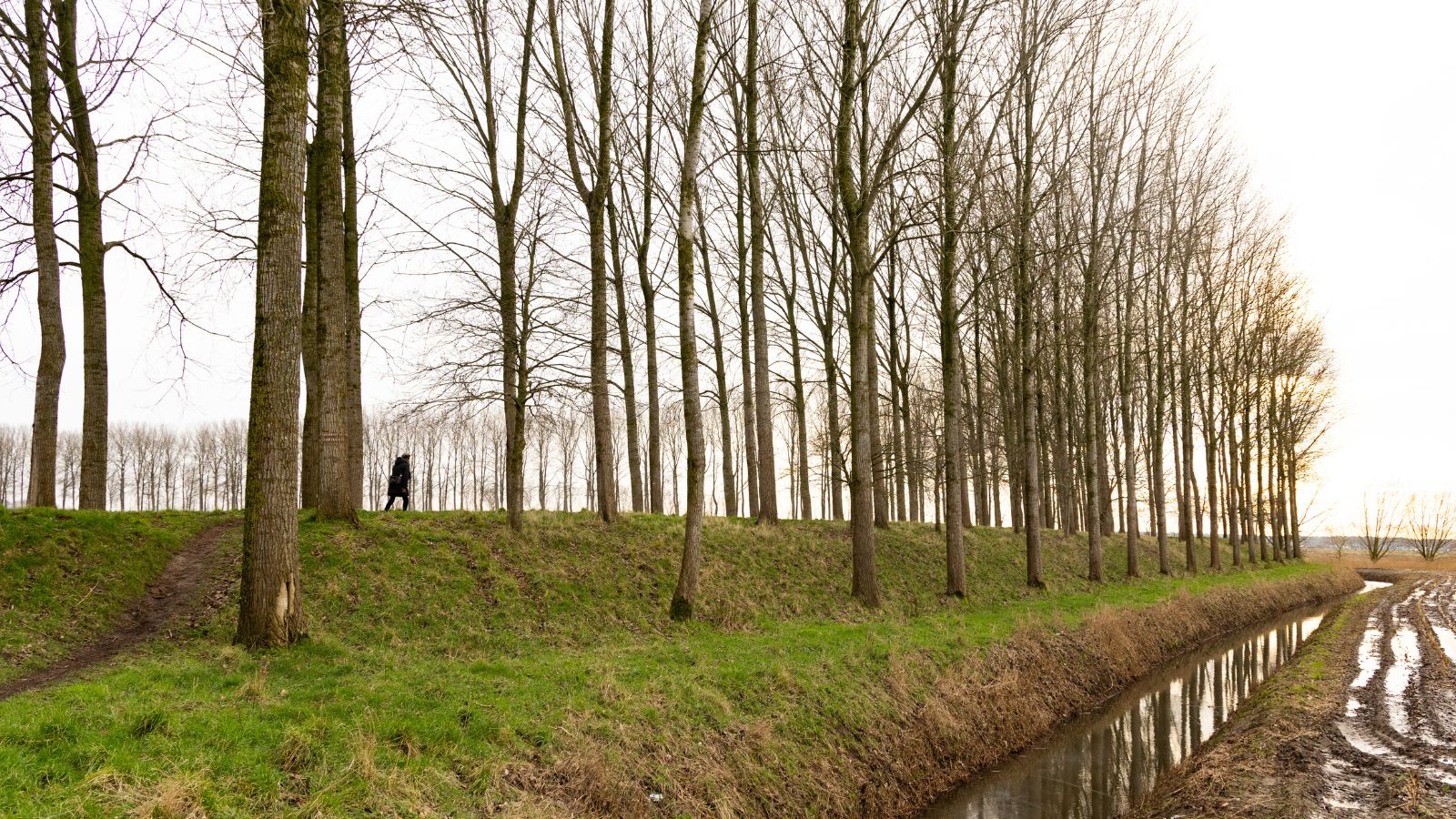 In Het Spoor Van Reynaert De Vos