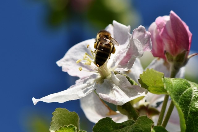 Afbeelding 4 | Wandelen in de lente: 5 routes langs bloeiende fruitbomen
