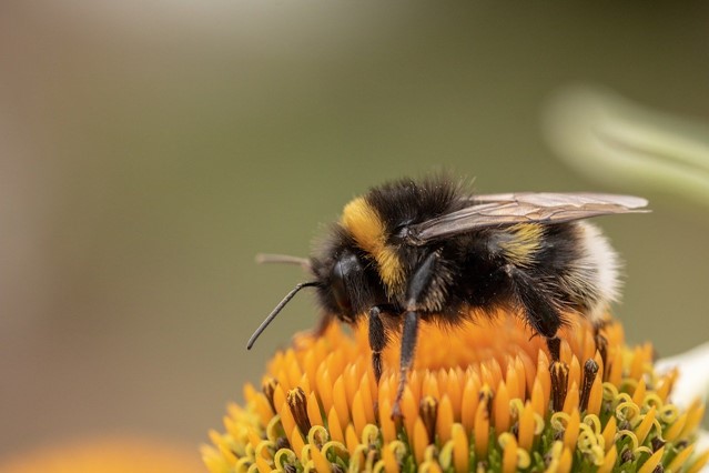 Insect Drente