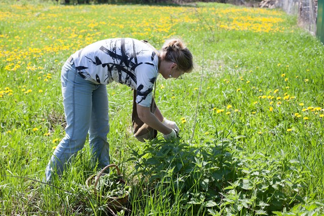 vrouw plukt brandnetel in een veld.
