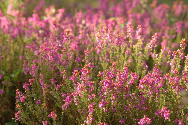 Strabrechtse Heide