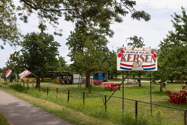 bord met Hollandse Kersen in Cothen