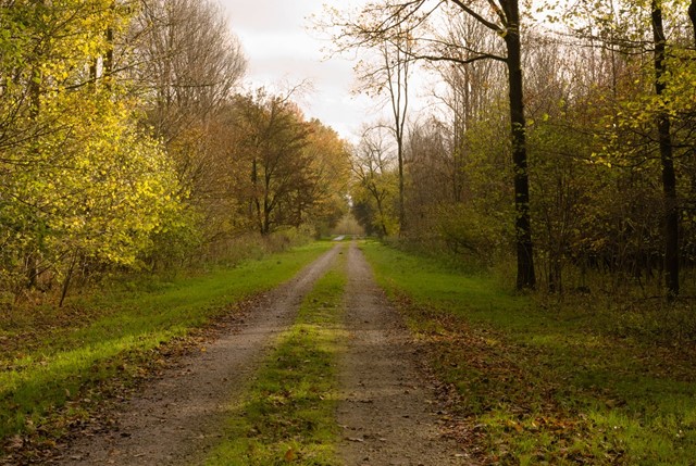Horsterwold in de herfst