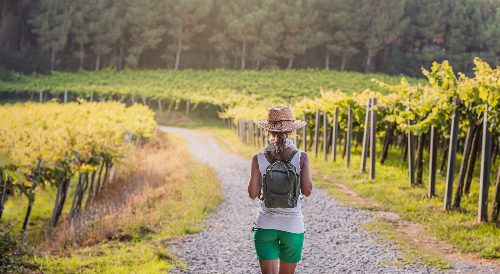 Afbeelding wijngaard