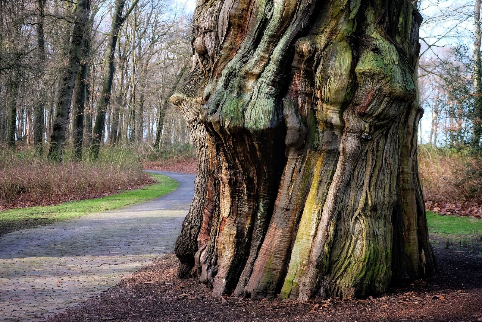 Foto van een dikke boom met verschillende kleuren in Gulden Bodem, Arnhem.