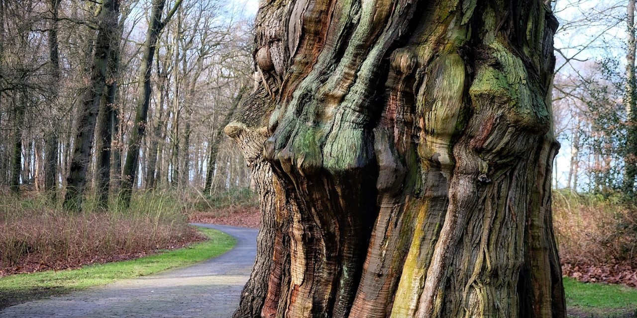 Foto van een dikke boom met verschillende kleuren in Gulden Bodem, Arnhem.