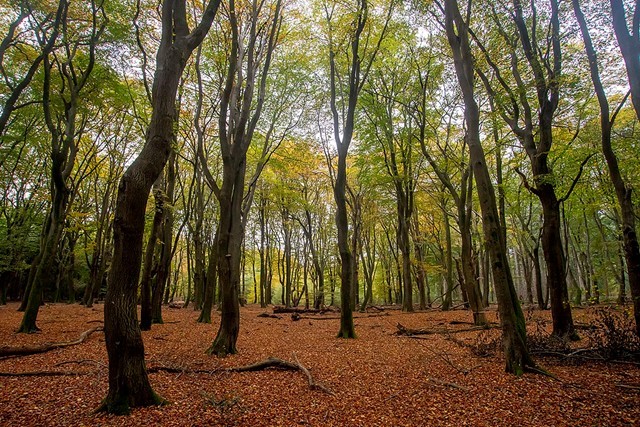 Deze 6 Klompenpaden Wil Je Niet Missen Ontdek De Dansende Bomen Bij Ermelo Op Het Speuldepad