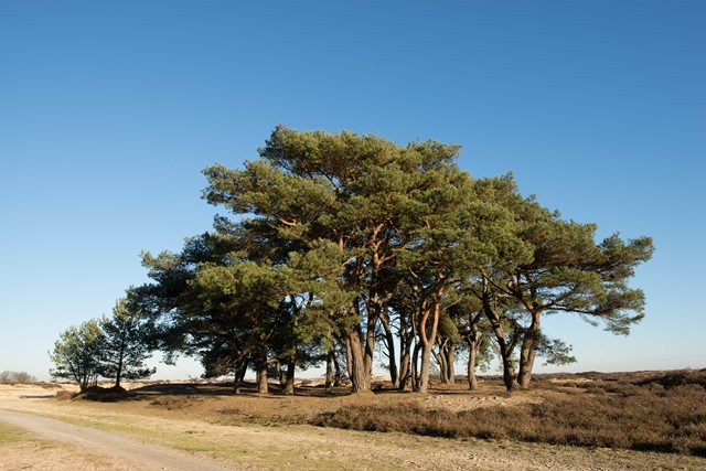 Balloërveld