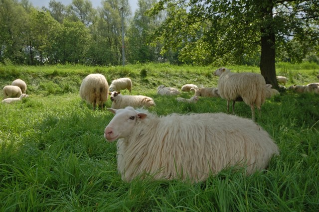 Schapen