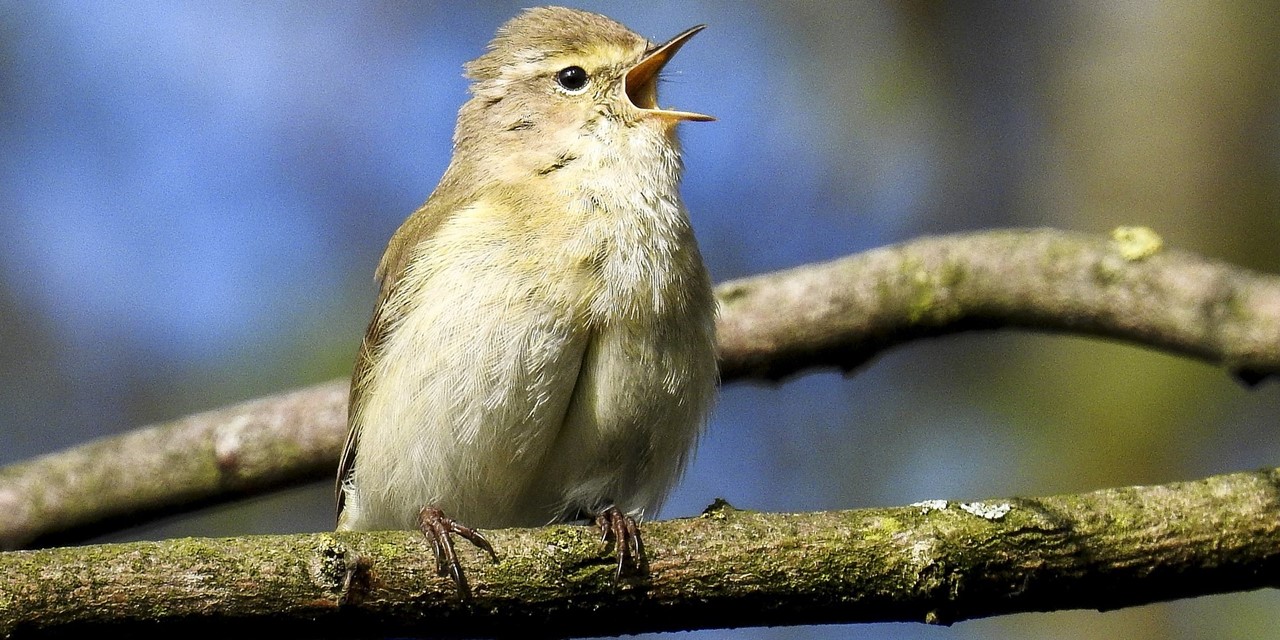 Header |  Natuurtips: hier moet je tijdens je lentewandeling op letten
