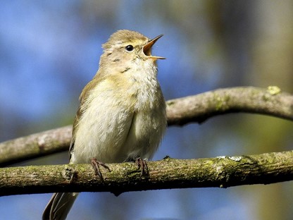 Header |  Natuurtips: hier moet je tijdens je lentewandeling op letten