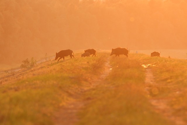 afbeelding van een groepje wilde zwijnen op een heideveld.