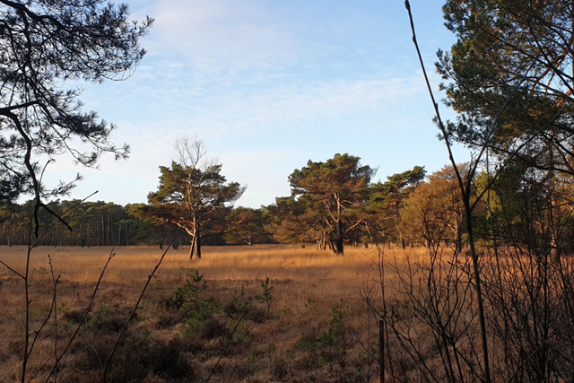 Klaverblad