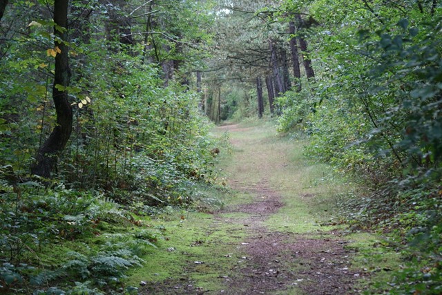 Een wandelpad door het gebied Bomenland op Vlieland