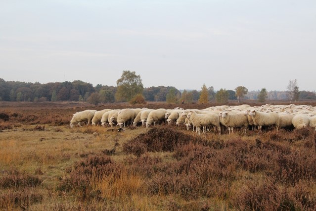 Kudde schapen