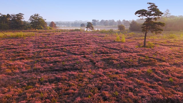 Strijbeekse Heide