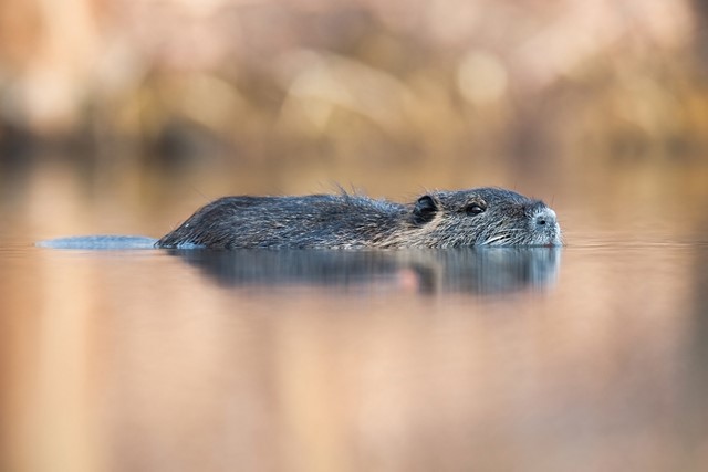 beverrat in het water, zwemmen