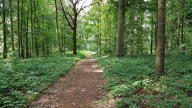 Het Savelsbos