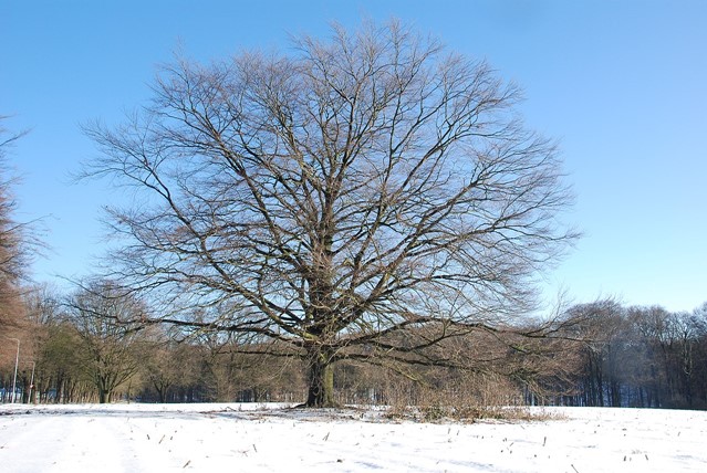 Park Gulden Bodem