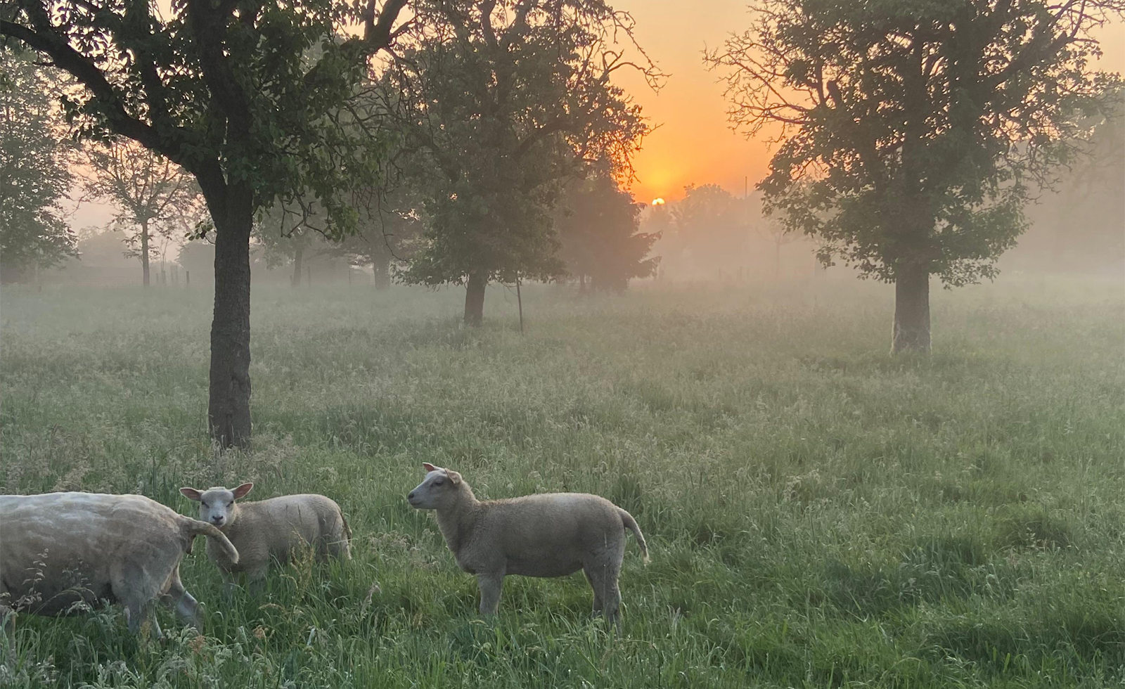 Op Weg Naar Via Gladiola Jeff Bosman Ochtendwandeling