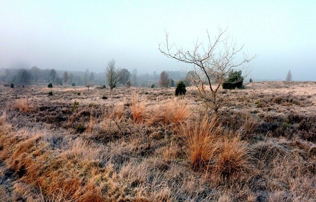 afbeelding van de Sallandse Heuvelrug in de mist.