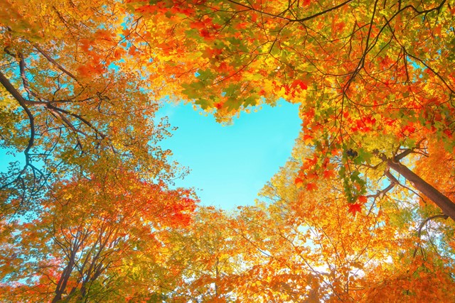 afbeelding van een hart in de lucht, gevormd door boomtoppen.