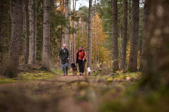 Herfstwandeling mini-avontuur, RCN Vakantieparken, mensen wandelen in het bos met honden