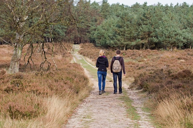 Het Deelerwoud nabij zweefvliegveld Terlet 