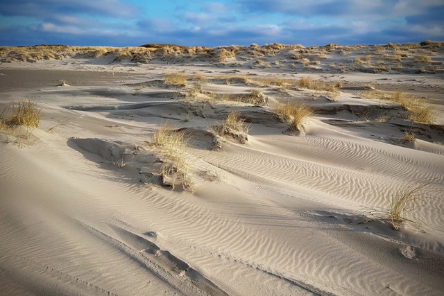 afbeelding van jonge duinen in De Hors op Texel.