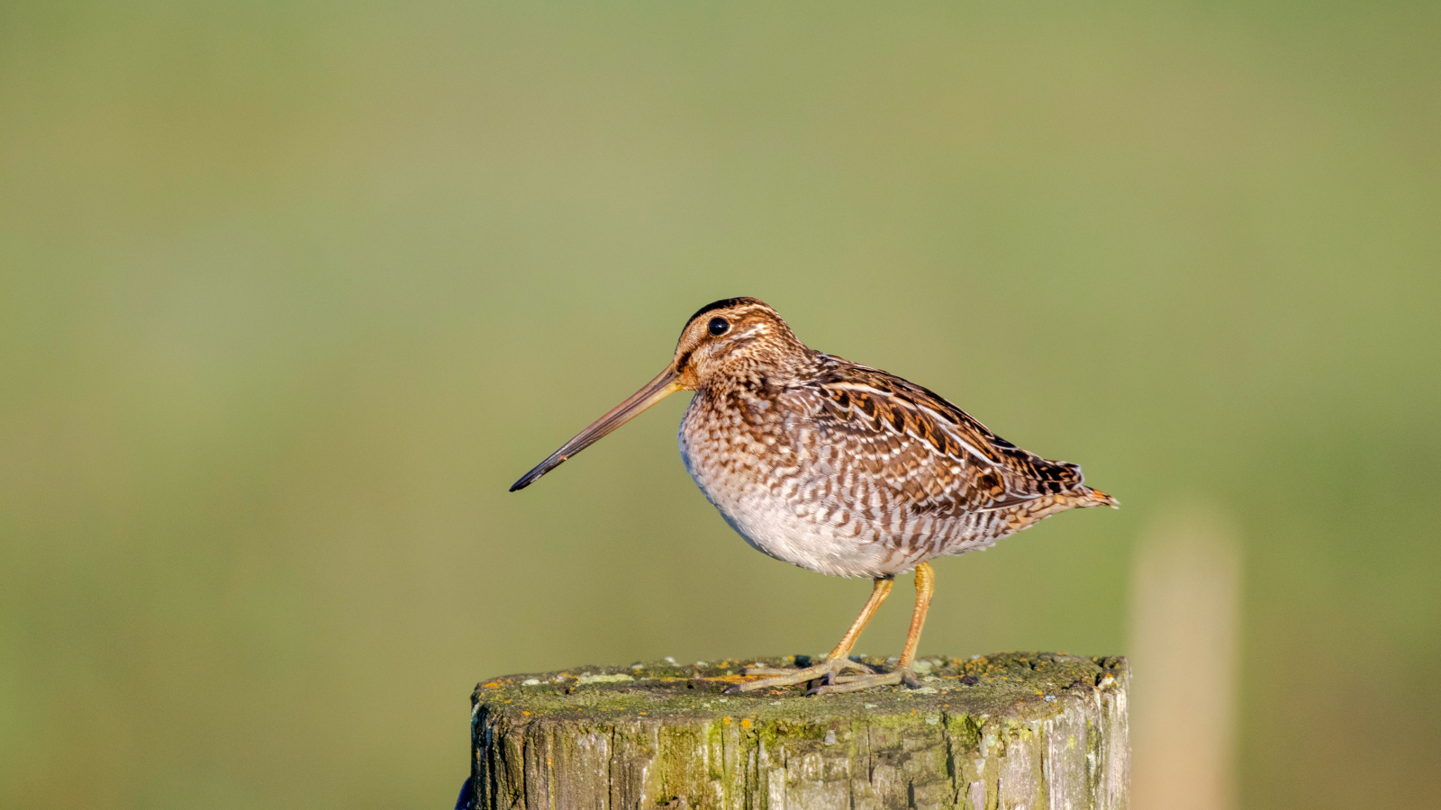 Links En Rechts Van De Peelrandbreuk Etappe 9 Van Bedaf Naar Heesch