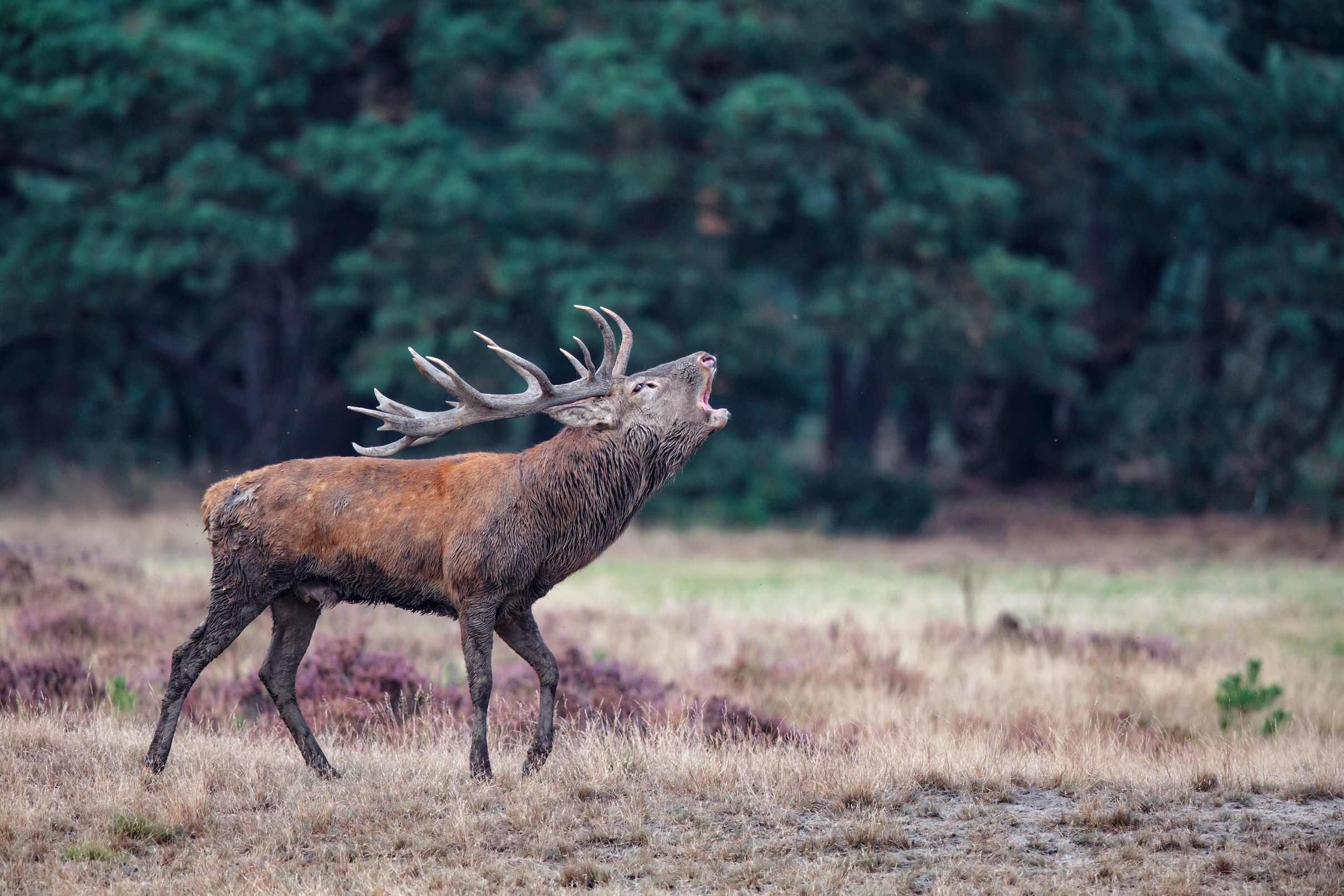 Wandelen Tussen Burlende Edelherten