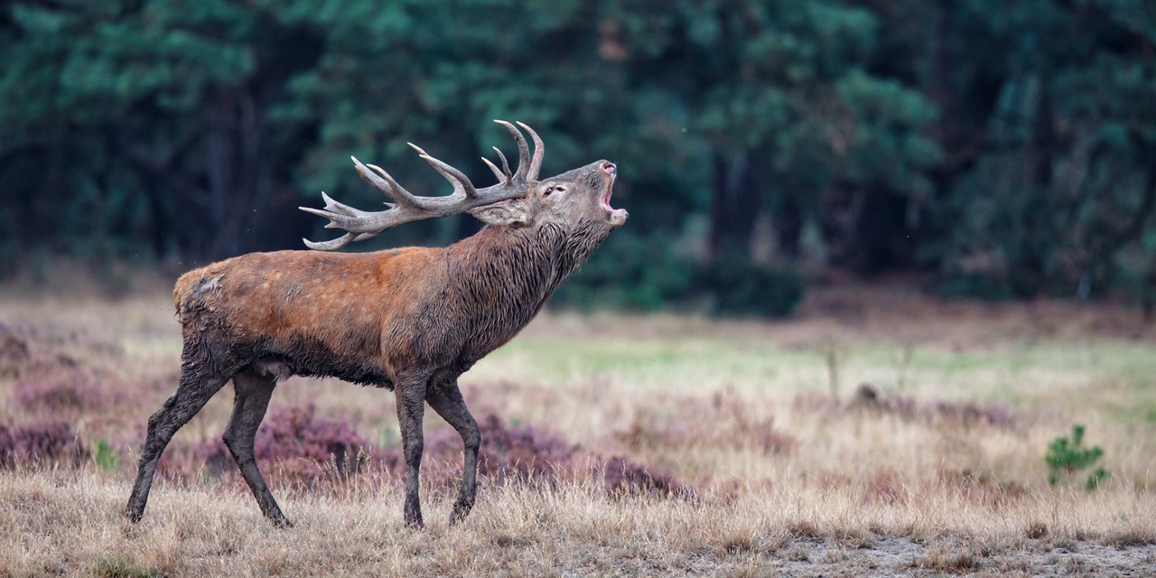 Wandelen Tussen Burlende Edelherten