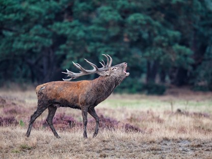 Wandelen Tussen Burlende Edelherten