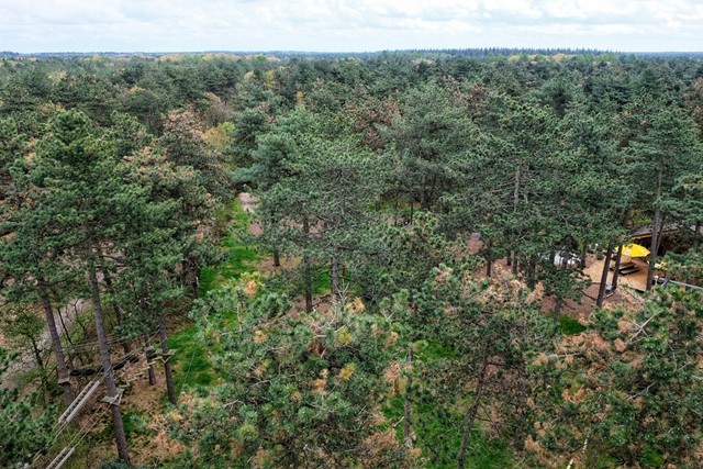 uitzicht vanaf uitkijktoren De Nieuwe Brandtoren over groene boomtoppen