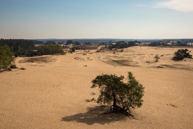 Het Kootwijkerzand