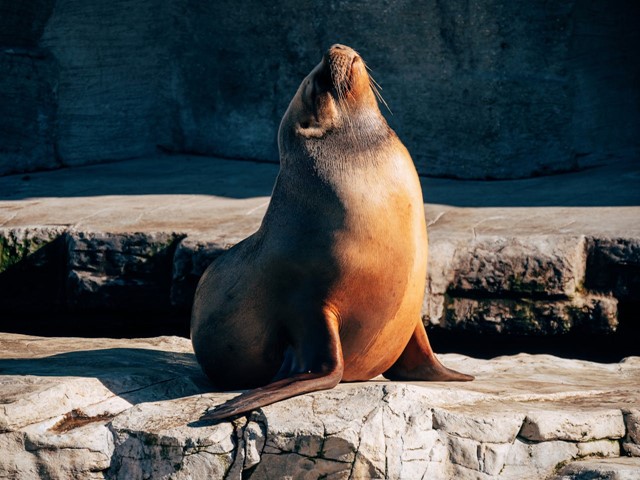 Zeehond in een opvang, op de stenen 
