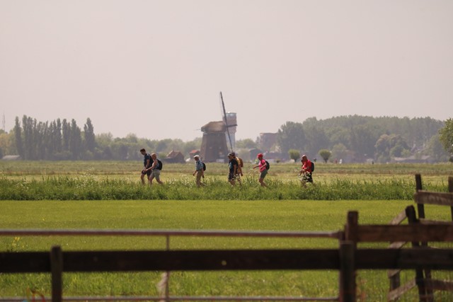 afbeelding van wandelaars door de weilanden bij een molen.