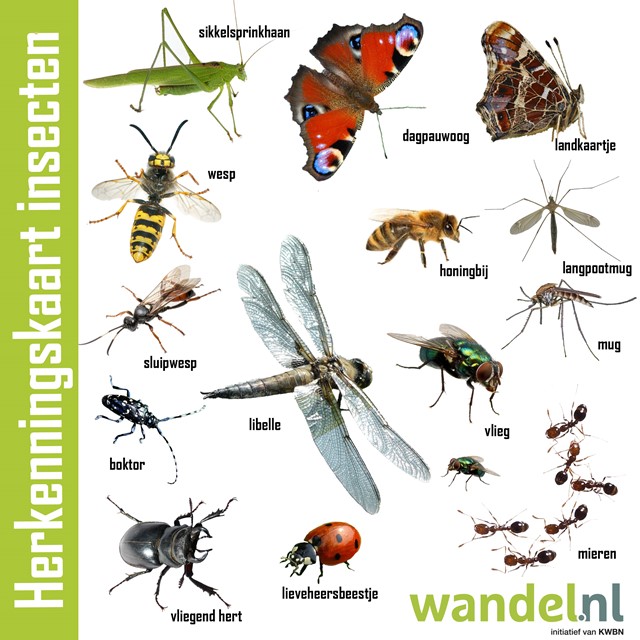 Herkenningskaart om insecten tijdens een wandeling te identificeren