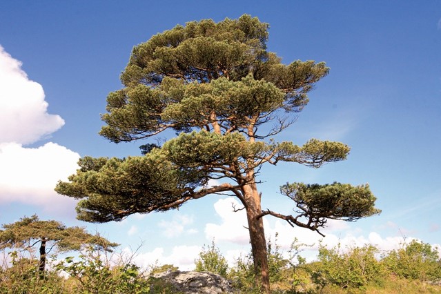 De grove den