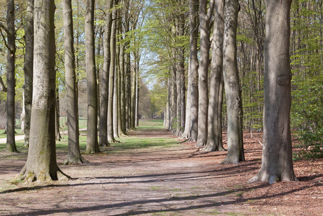 NS Wandeling De Vuursche Station Baarn Het Baarnse Bos Slingeren Door Het Verleden