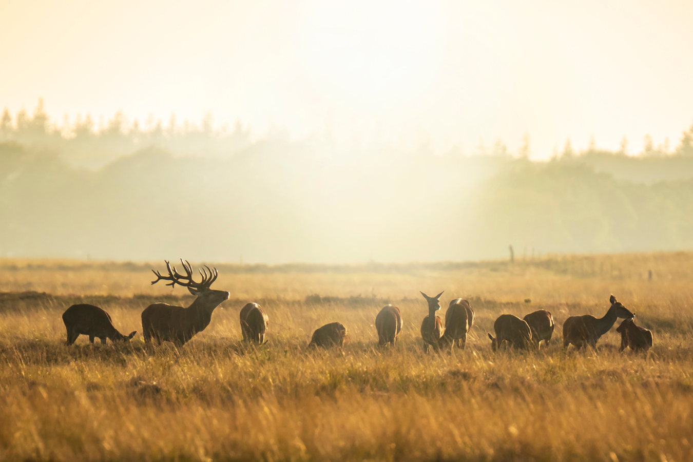 Wandelen Tussen Burlende Edelherten Herten Op De Heide